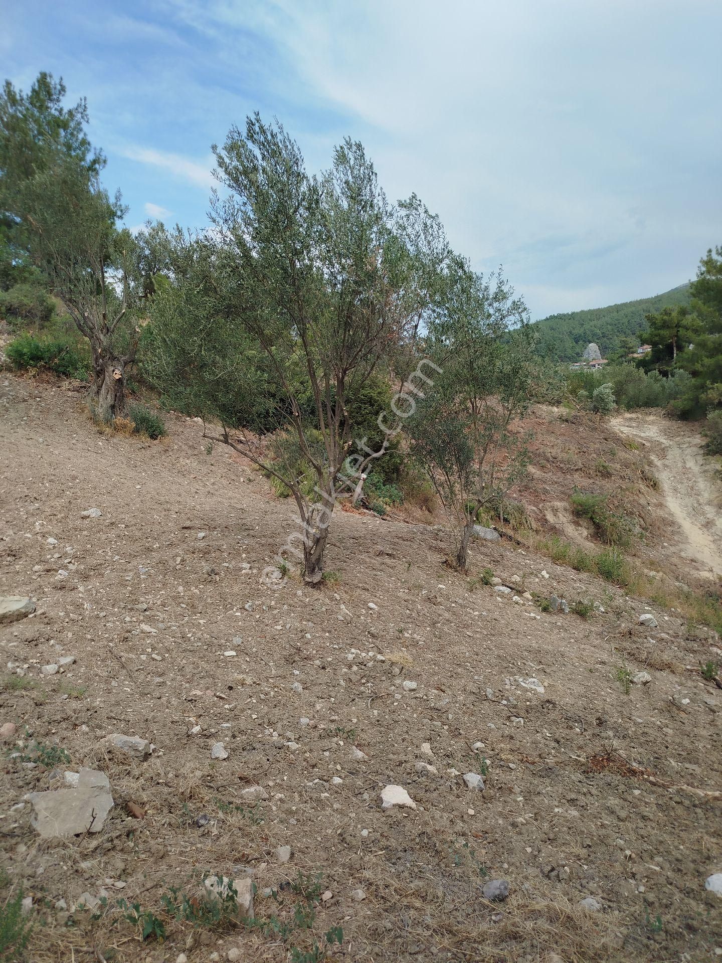 Tarihi Köyde Zeytinlik - Görsel 2