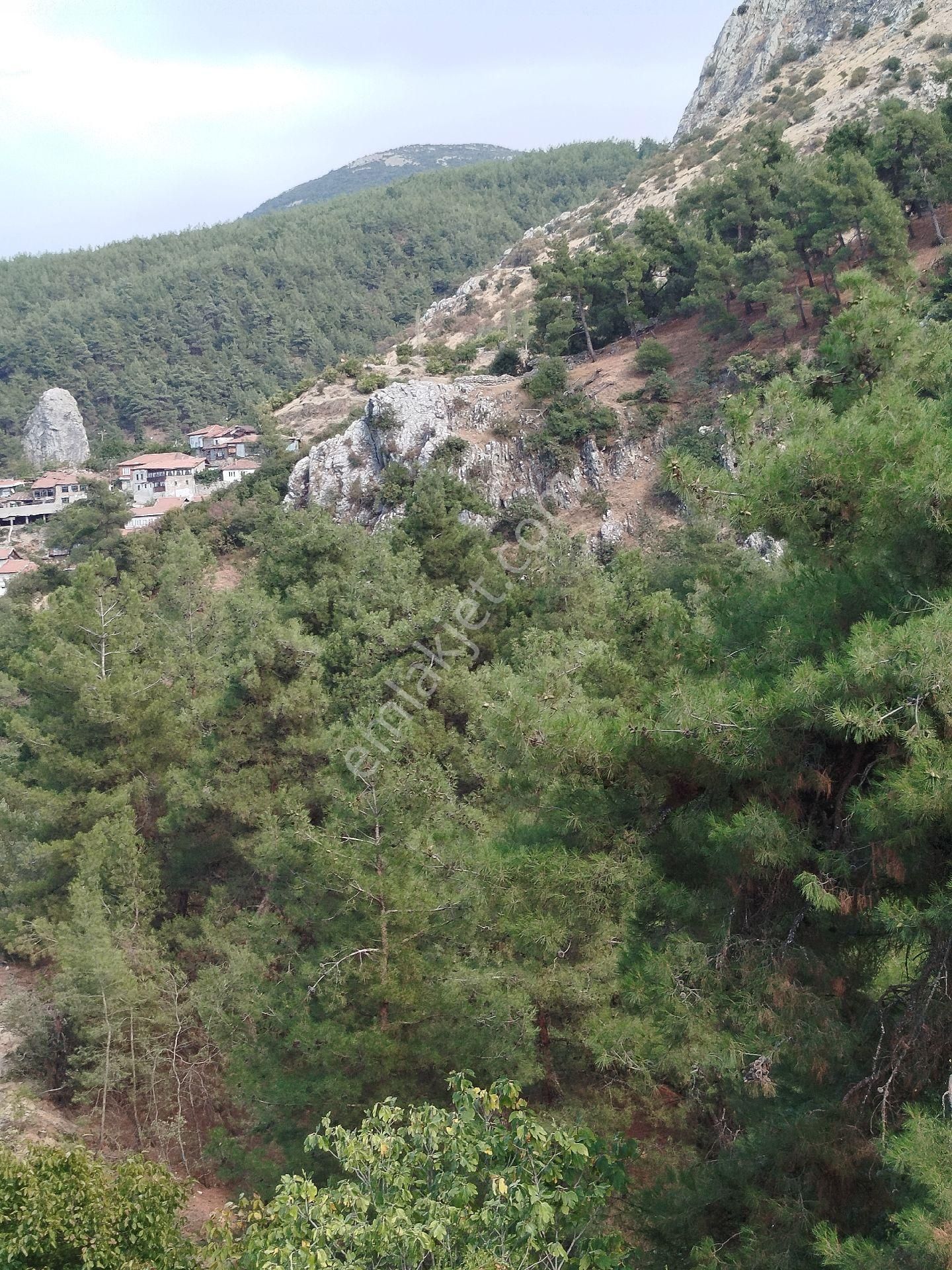 Tarihi Köyde Zeytinlik