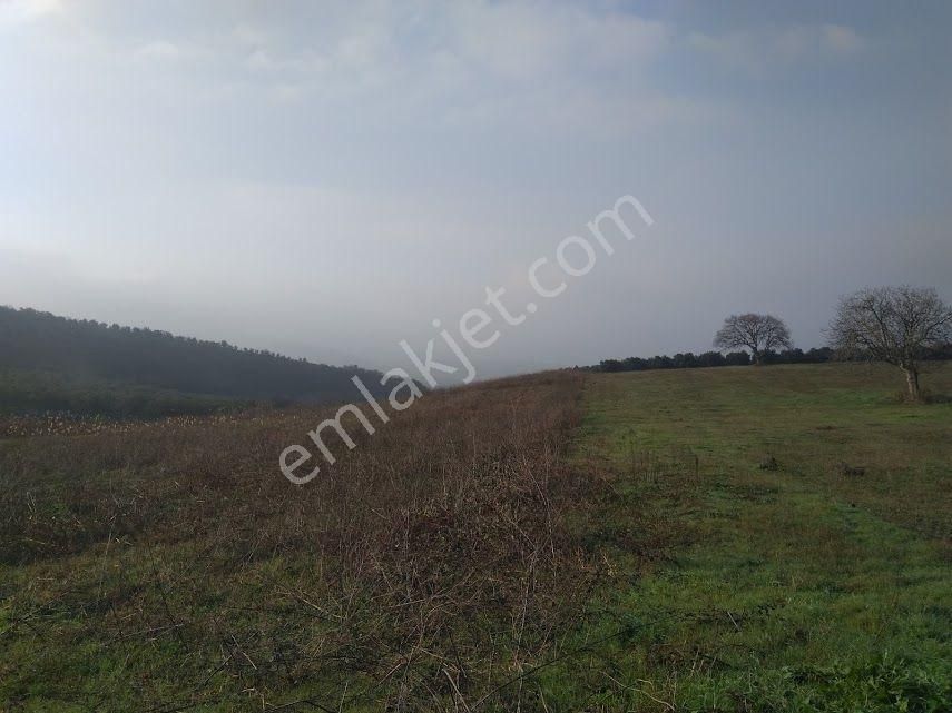 Bursa Mudanya Tirilye Halilbey'de Denize Yakın, Müstakil Tapulu Satılık Tarla