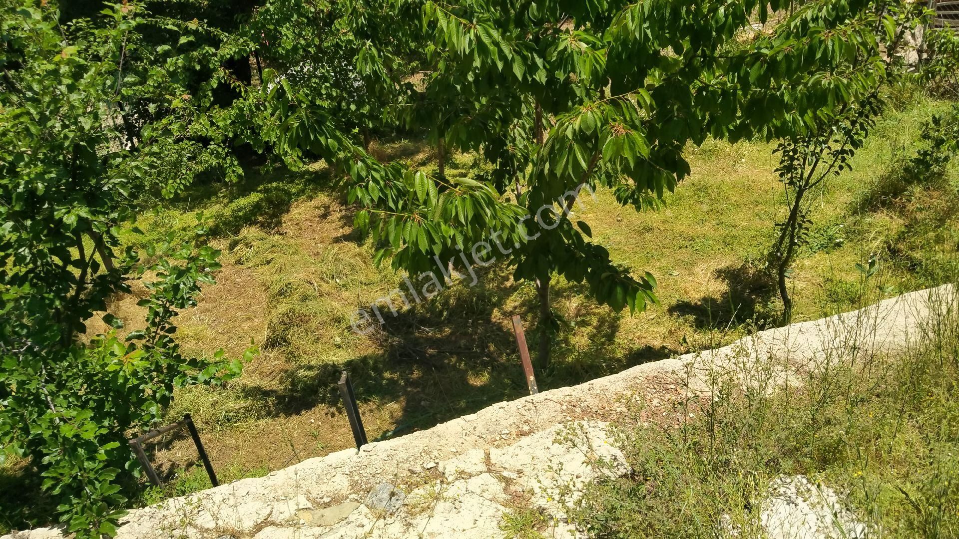 Yaylaların Yaylası Ekizce - Görsel 19