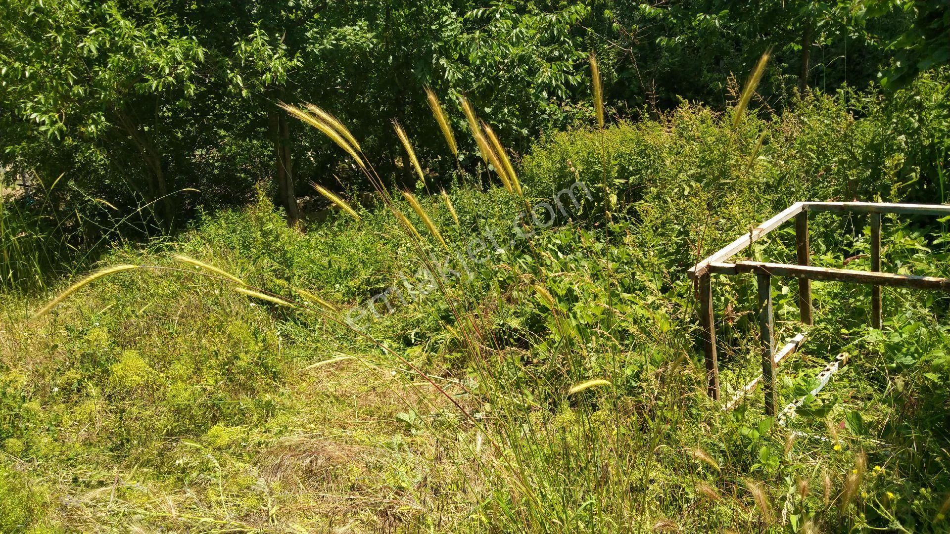 Yaylaların Yaylası Ekizce - Görsel 3