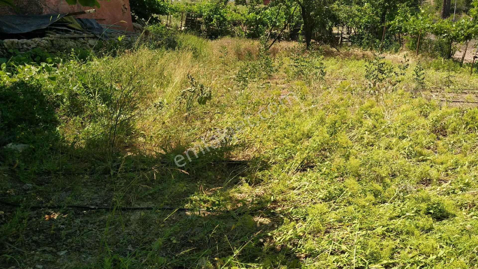 Yaylaların Yaylası Ekizce - Görsel 7