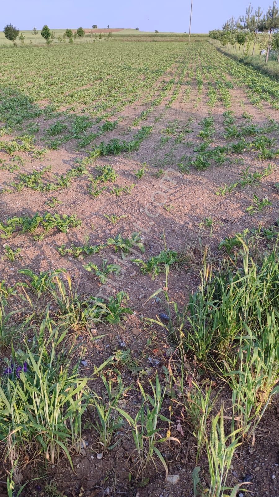 Satılık Arsa Tokat Sulusaray Fatih Mahallesi Anayolda Özgüvener Emlak İnşaattan - Görsel 4