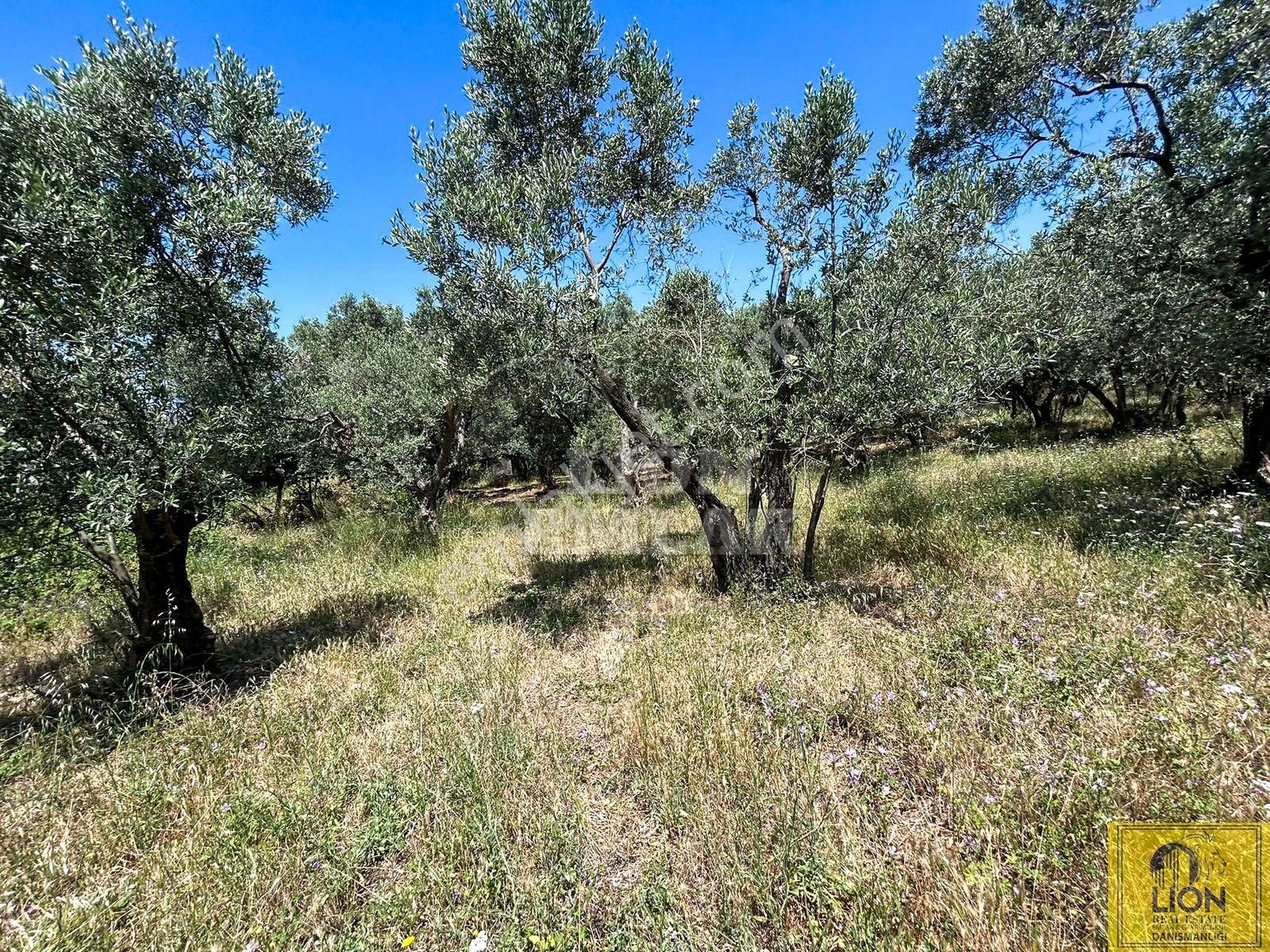🟨⬛lıon Emlak'tan Erdek İlhan Mahallesi Halk Plajına Yakın 1056m² Satılık Zeytinlik⬛🟨 - Görsel 11