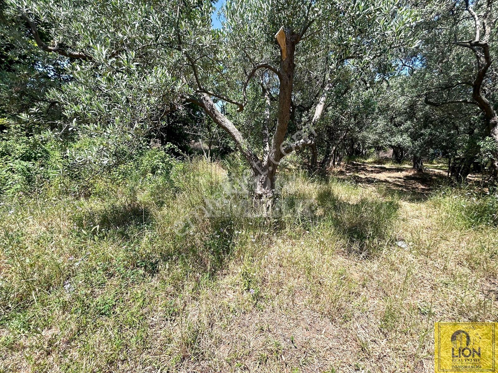 🟨⬛lıon Emlak'tan Erdek İlhan Mahallesi Halk Plajına Yakın 1056m² Satılık Zeytinlik⬛🟨 - Görsel 17