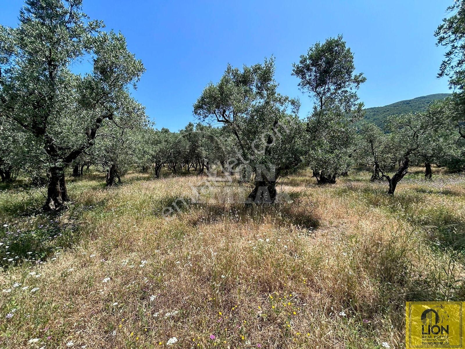 🟨⬛lıon Emlak'tan Erdek İlhan Mahallesi Halk Plajına Yakın 1056m² Satılık Zeytinlik⬛🟨 - Görsel 14