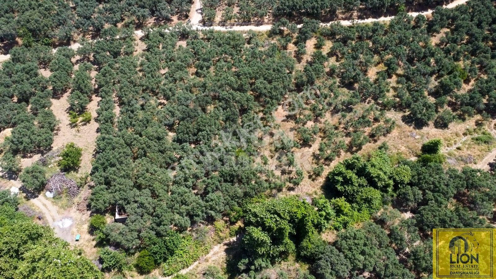 🟨⬛lıon Emlak'tan Erdek İlhan Mahallesi Halk Plajına Yakın 1056m² Satılık Zeytinlik⬛🟨 - Görsel 3