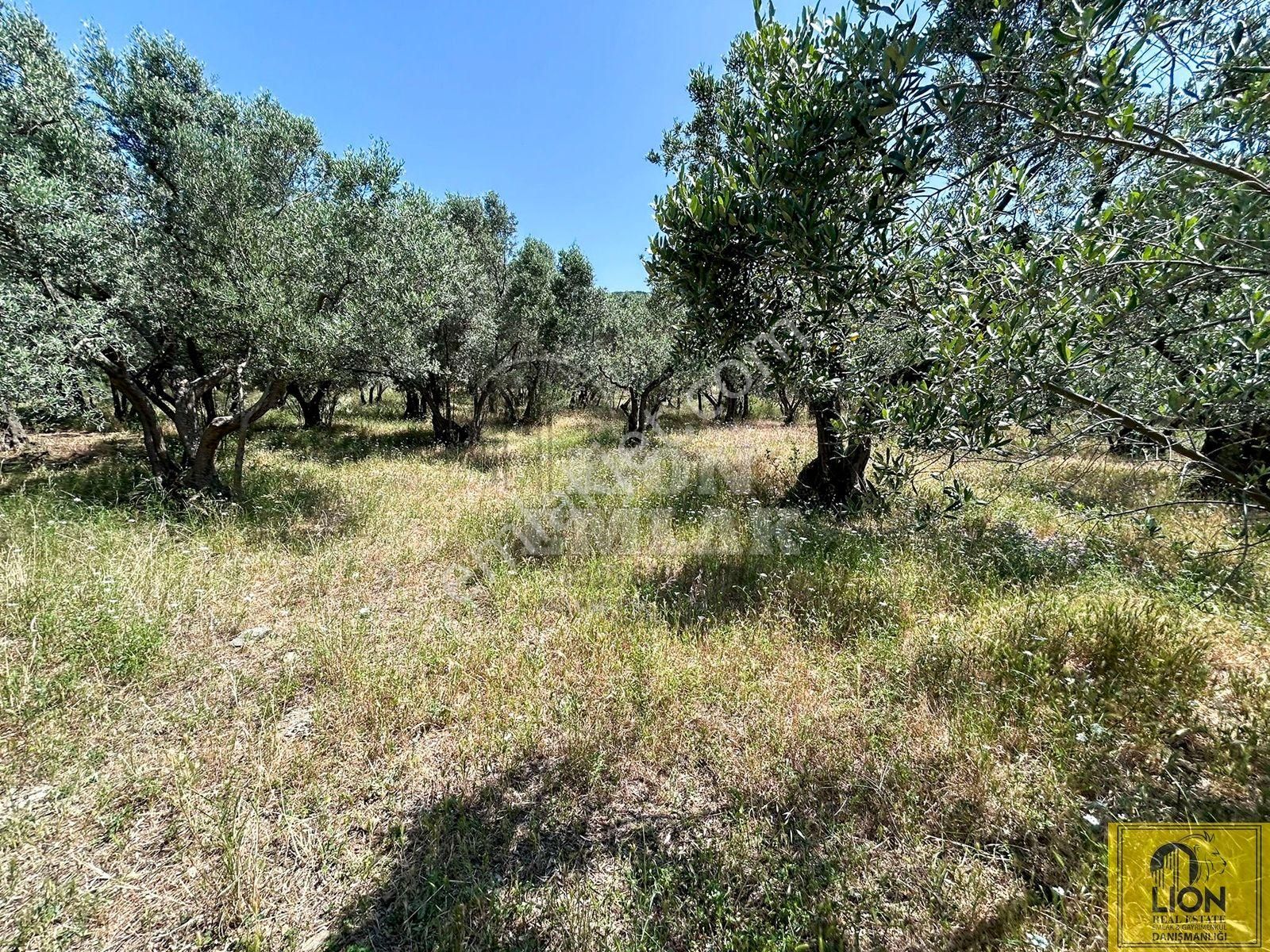 🟨⬛lıon Emlak'tan Erdek İlhan Mahallesi Halk Plajına Yakın 1056m² Satılık Zeytinlik⬛🟨 - Görsel 19
