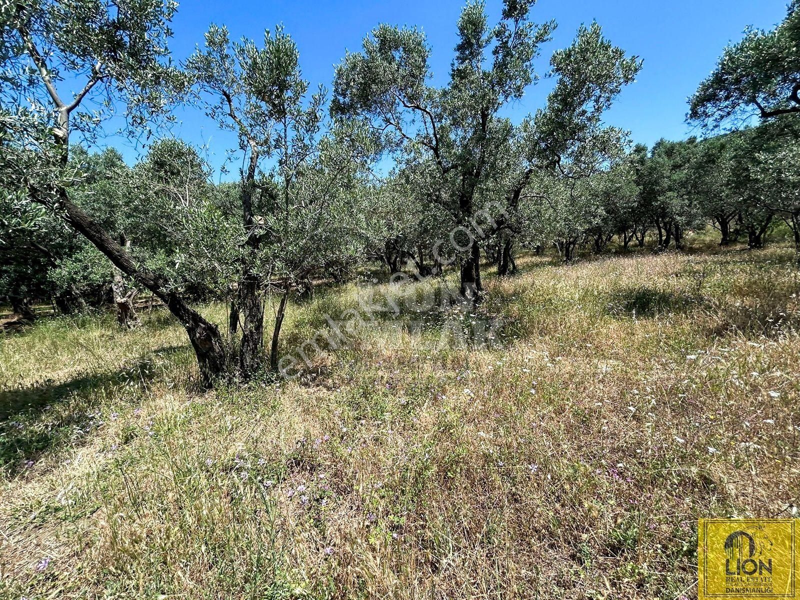 🟨⬛lıon Emlak'tan Erdek İlhan Mahallesi Halk Plajına Yakın 1056m² Satılık Zeytinlik⬛🟨 - Görsel 18