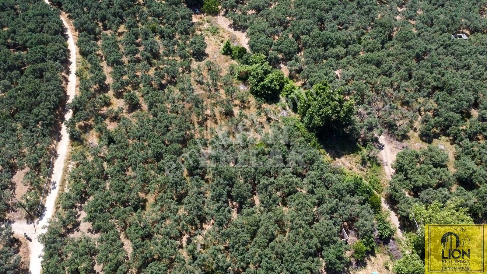 🟨⬛lıon Emlak'tan Erdek İlhan Mahallesi Halk Plajına Yakın 1056m² Satılık Zeytinlik⬛🟨 - Görsel 7