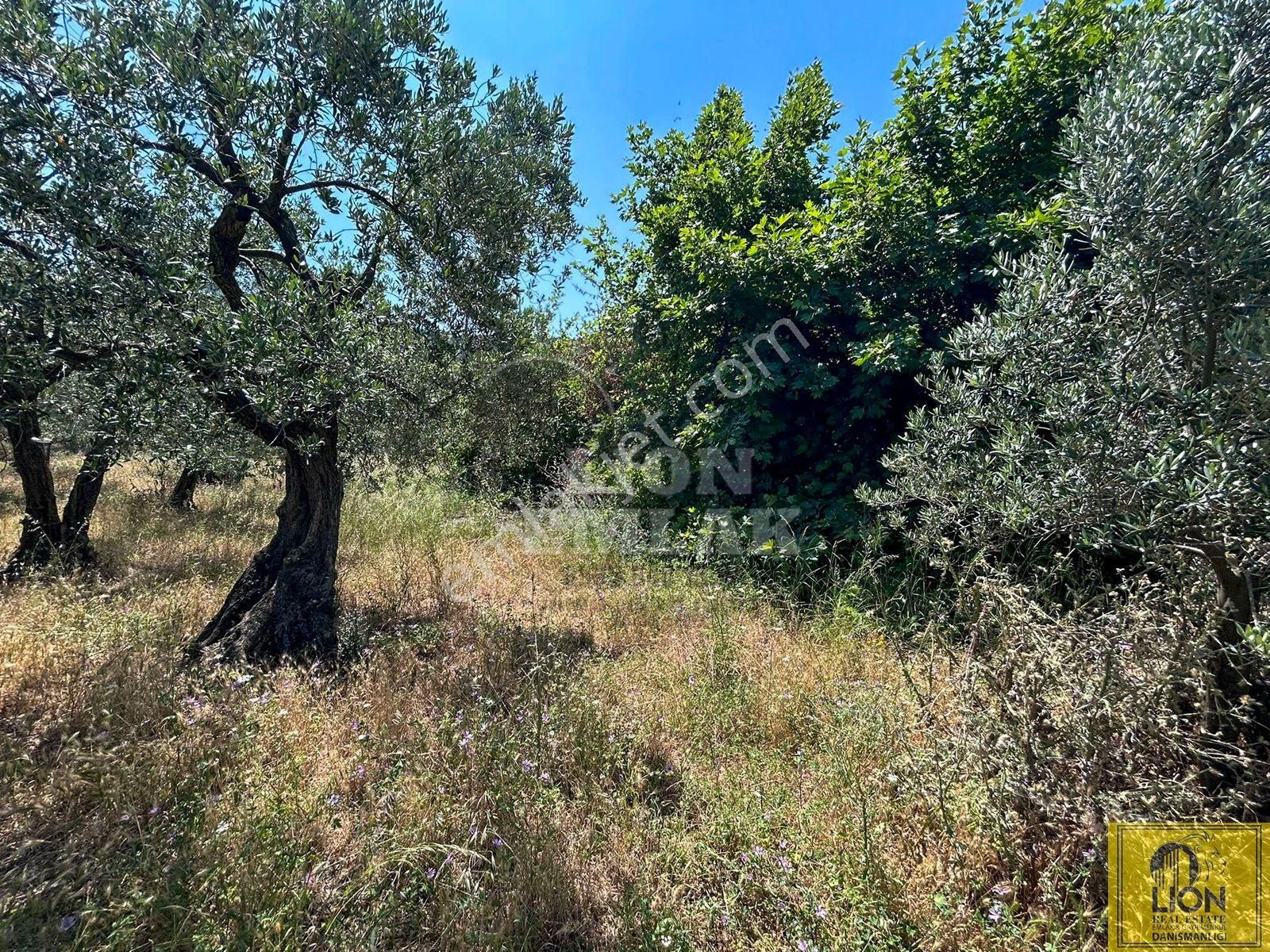 🟨⬛lıon Emlak'tan Erdek İlhan Mahallesi Halk Plajına Yakın 1056m² Satılık Zeytinlik⬛🟨 - Görsel 15