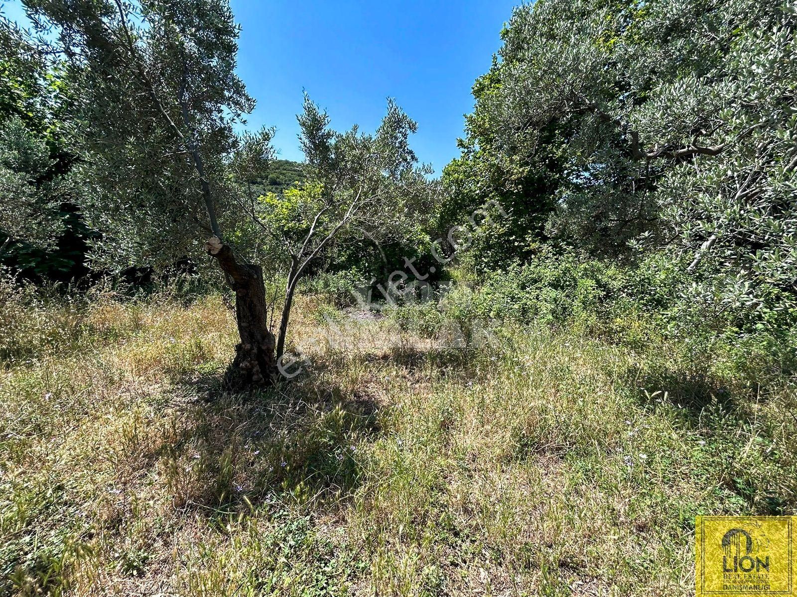 🟨⬛lıon Emlak'tan Erdek İlhan Mahallesi Halk Plajına Yakın 1056m² Satılık Zeytinlik⬛🟨 - Görsel 21