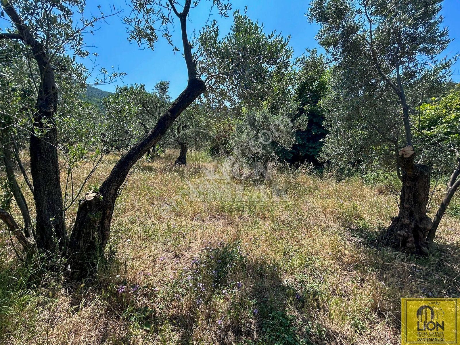 🟨⬛lıon Emlak'tan Erdek İlhan Mahallesi Halk Plajına Yakın 1056m² Satılık Zeytinlik⬛🟨 - Görsel 23