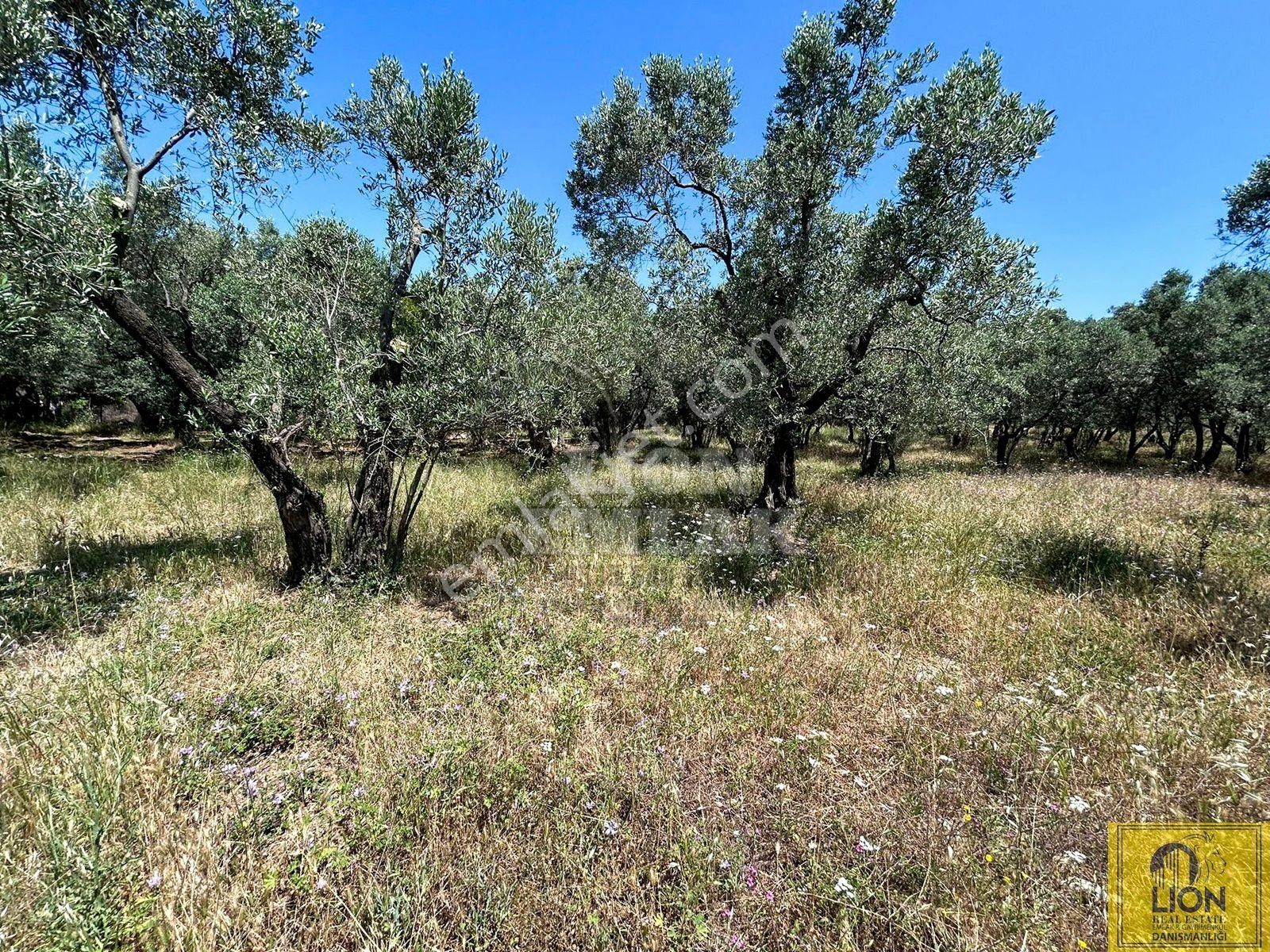 🟨⬛lıon Emlak'tan Erdek İlhan Mahallesi Halk Plajına Yakın 1056m² Satılık Zeytinlik⬛🟨 - Görsel 12