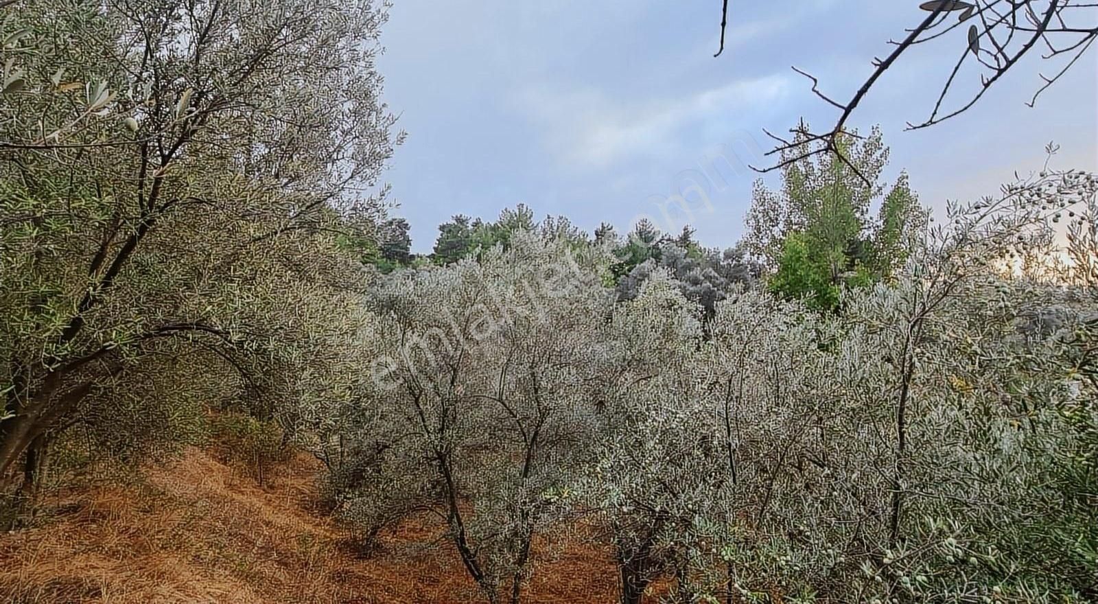 Sahil Ceylanda 900 M2 Satılık Tarla. - Görsel 26