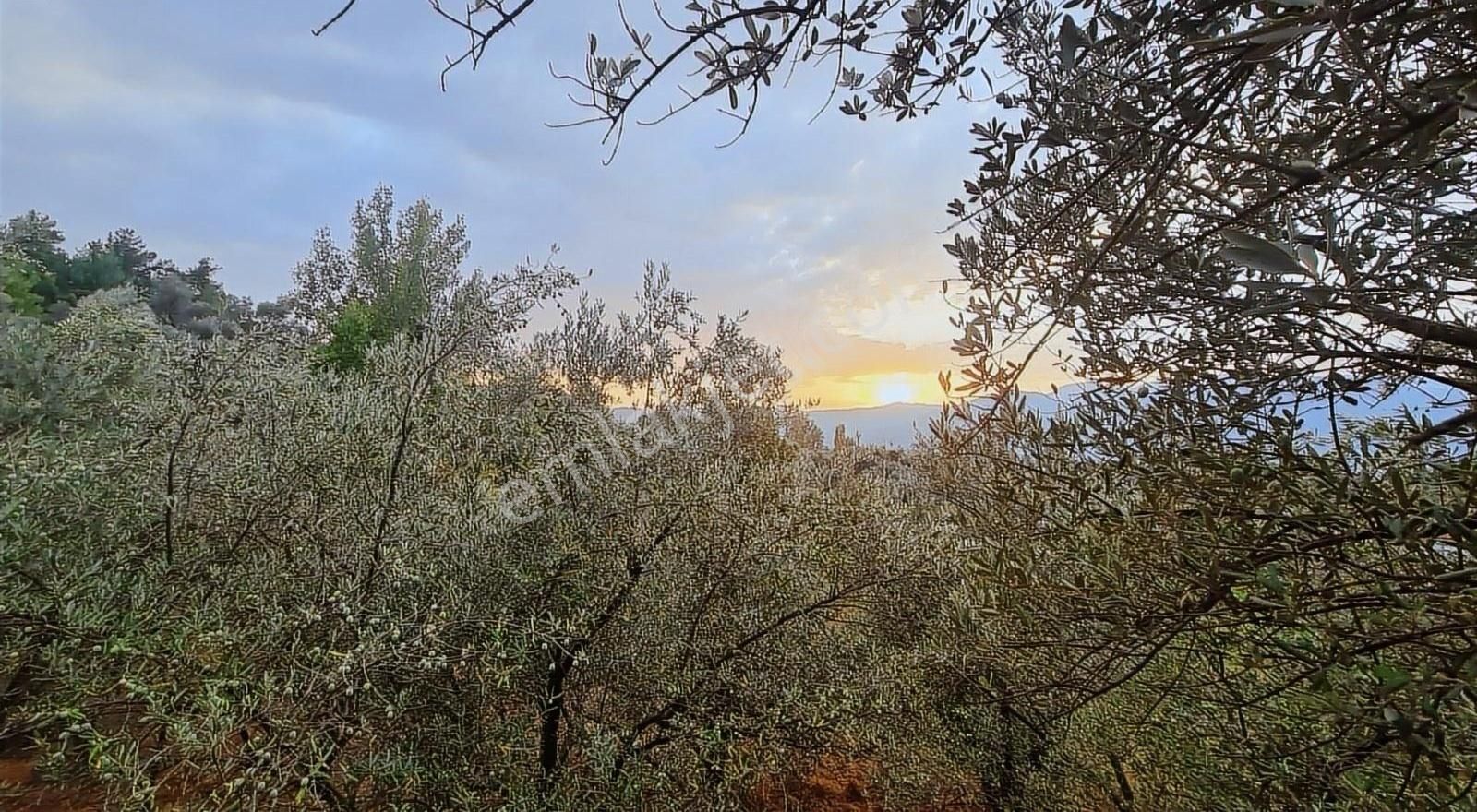 Sahil Ceylanda 900 M2 Satılık Tarla. - Görsel 25