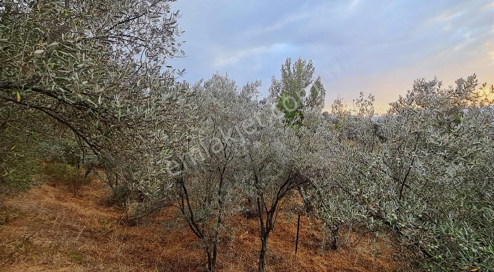 Sahil Ceylanda 900 M2 Satılık Tarla. - Görsel 6