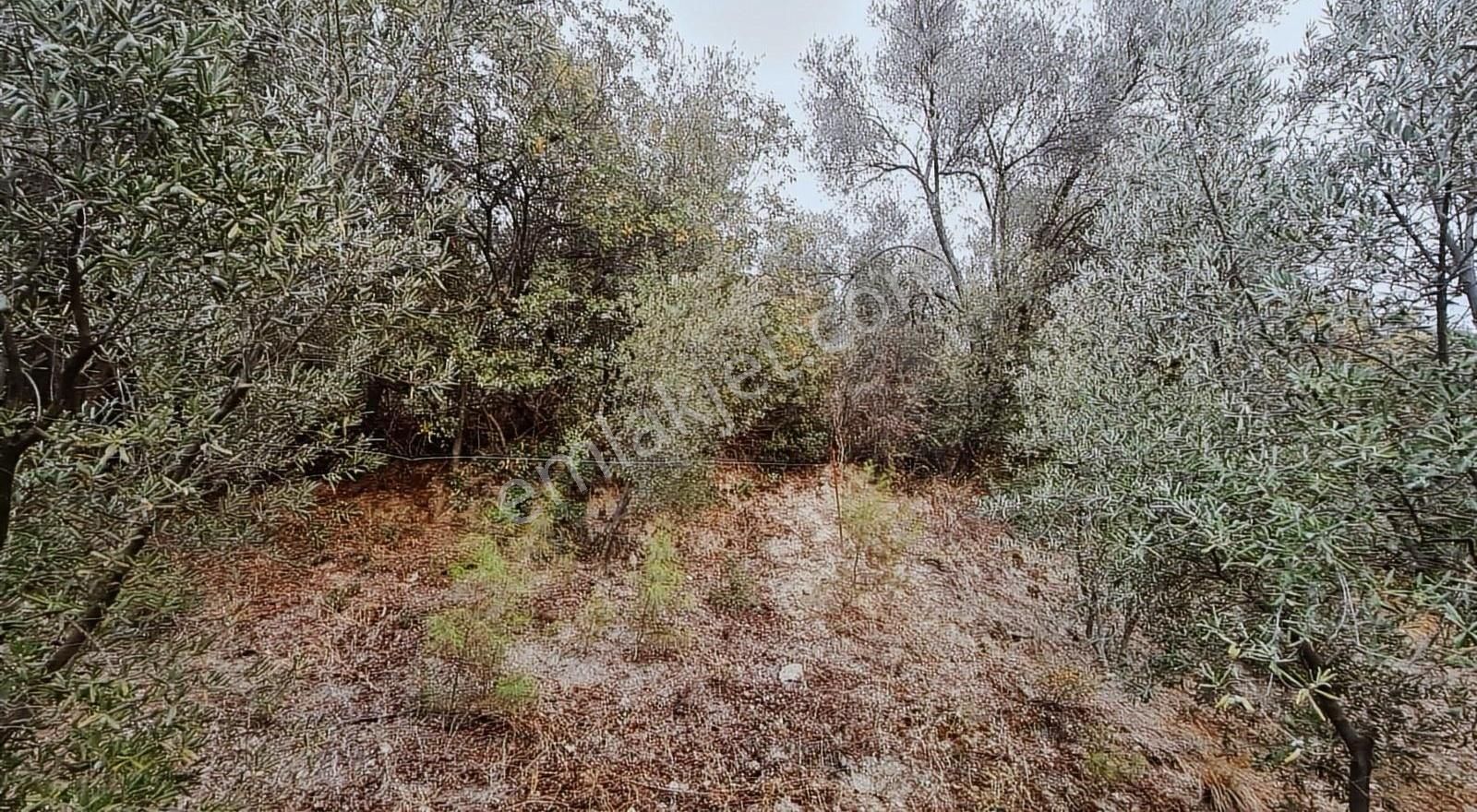 Sahil Ceylanda 900 M2 Satılık Tarla. - Görsel 13