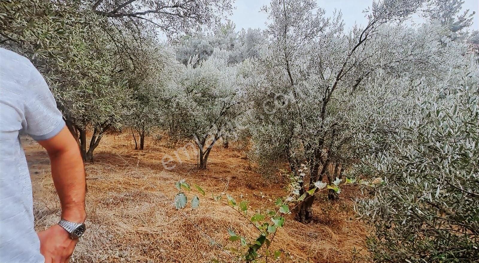 Sahil Ceylanda 900 M2 Satılık Tarla. - Görsel 32