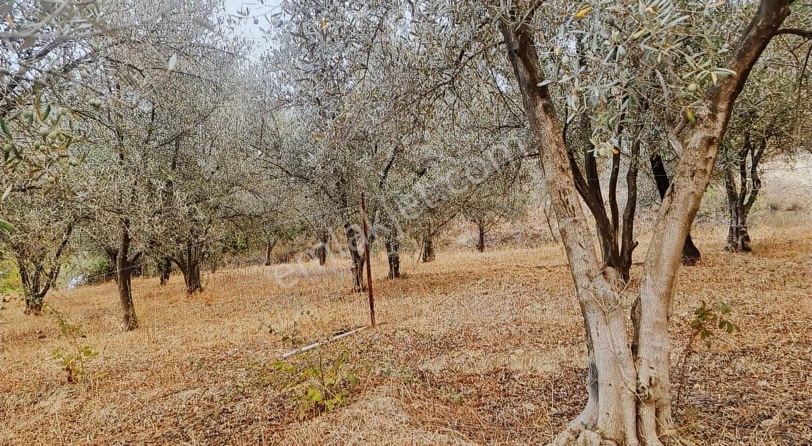 Sahil Ceylanda 900 M2 Satılık Tarla. - Görsel 23