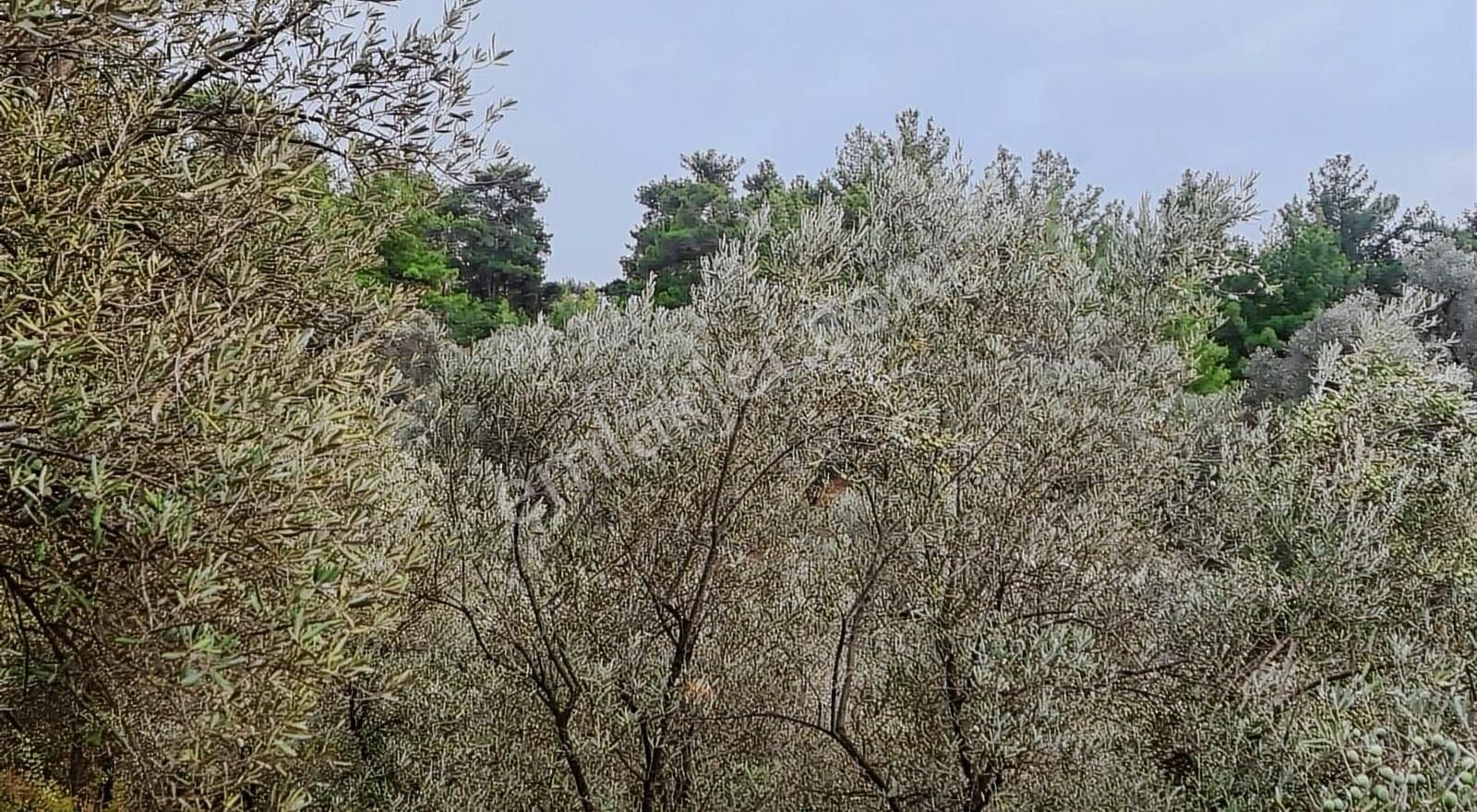 Sahil Ceylanda 900 M2 Satılık Tarla. - Görsel 12