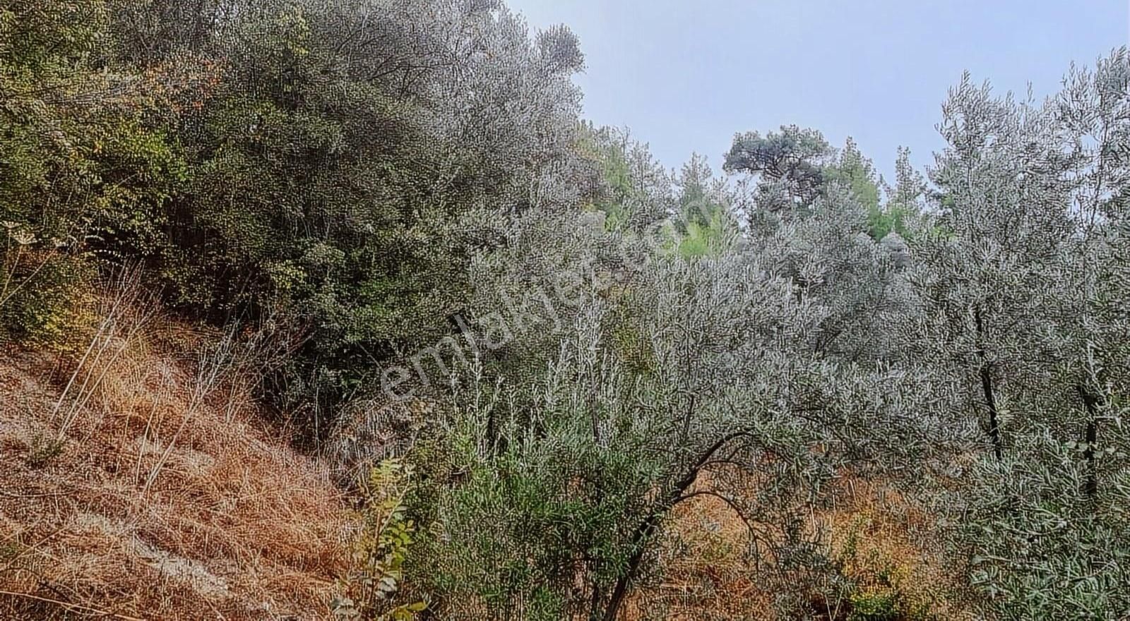 Sahil Ceylanda 900 M2 Satılık Tarla. - Görsel 2