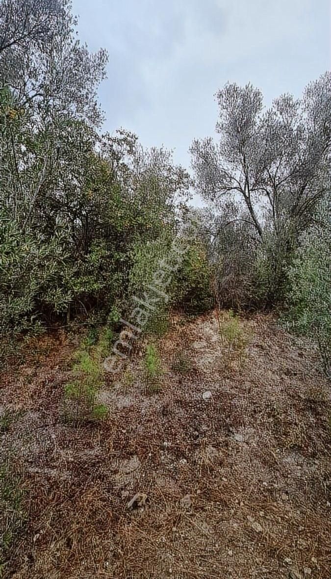 Sahil Ceylanda 900 M2 Satılık Tarla. - Görsel 19