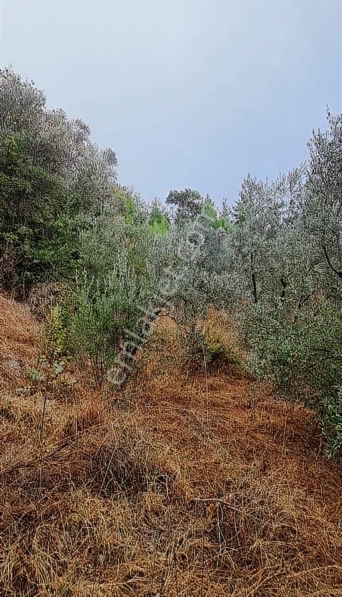 Sahil Ceylanda 900 M2 Satılık Tarla. - Görsel 27