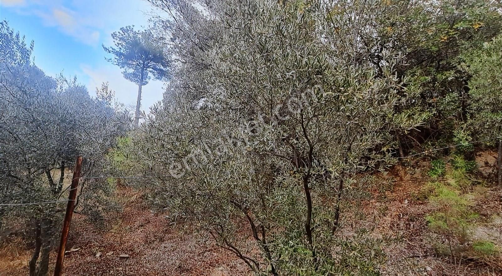 Sahil Ceylanda 900 M2 Satılık Tarla. - Görsel 11