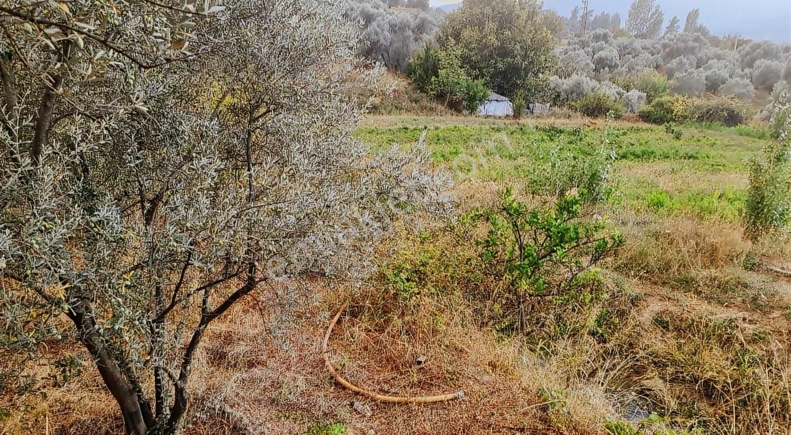 Sahil Ceylanda 900 M2 Satılık Tarla. - Görsel 22