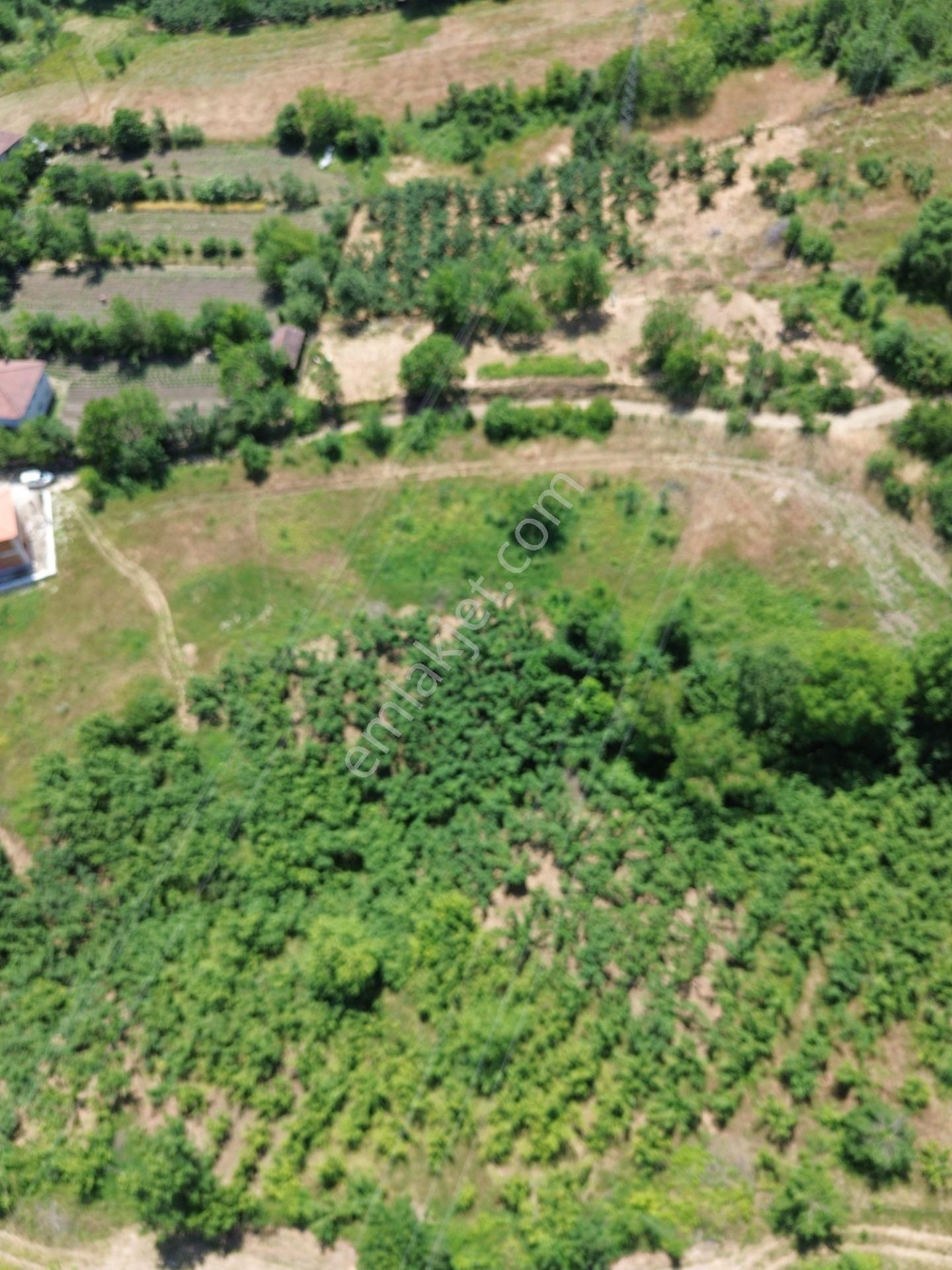 Düzce Nasırlıda Köy Yerleşim Alanında 2600 M² Satılık Tarla!