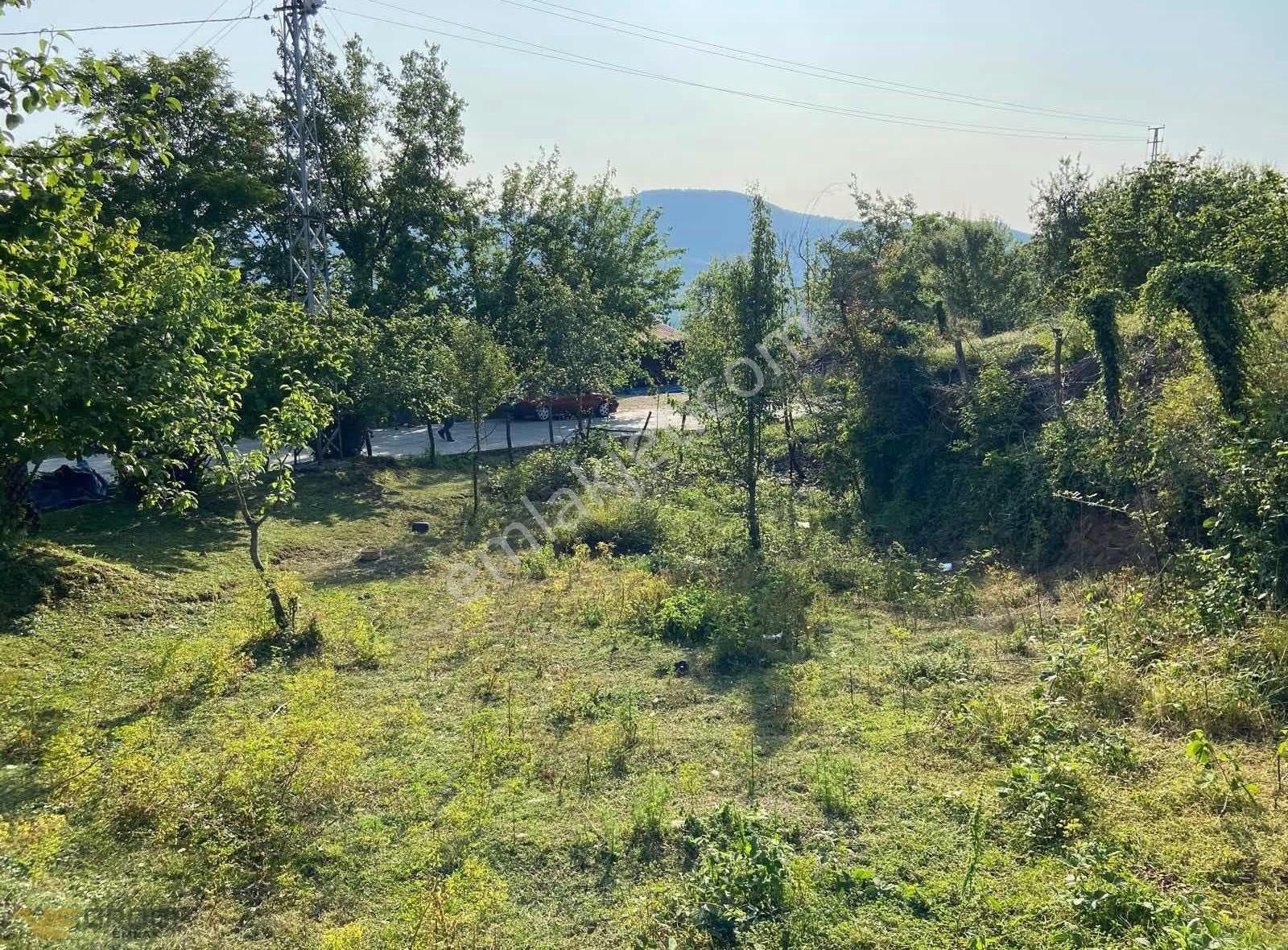Köy Yerleşimnde,köşe Parsel 1.557 M² Fındık Bahçesi 2 Kat İmarlı