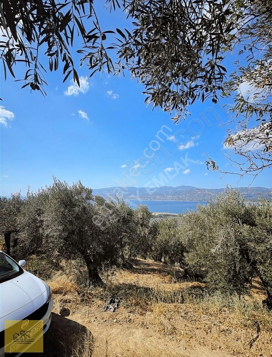 Detay Emlaktan Bandırma Edincik Mh. 953 M² Satılık Zeytinlik ! - Görsel 11