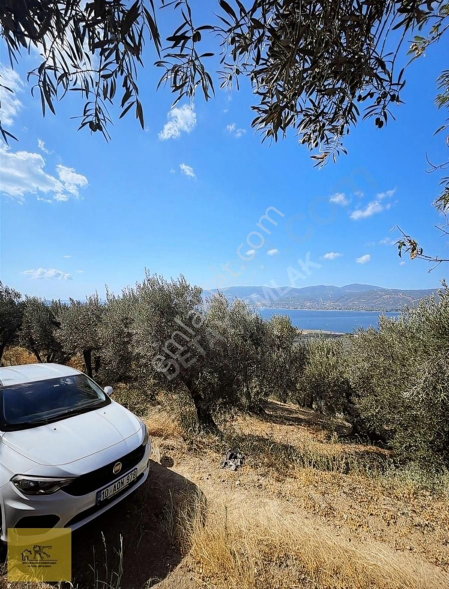 Detay Emlaktan Bandırma Edincik Mh. 953 M² Satılık Zeytinlik ! - Görsel 6