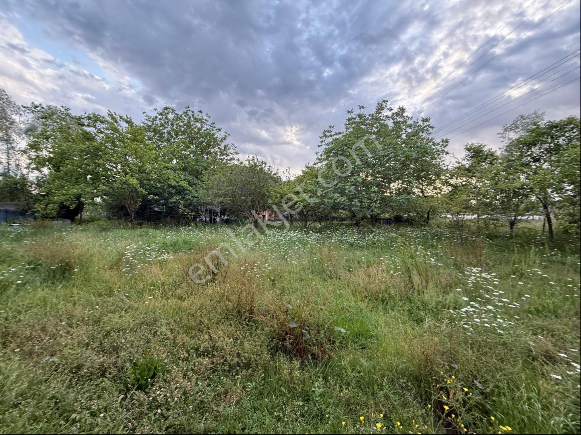 Alibey’den Terme Söğütlü Mah.de Satılık Fındık Bahçesi+ Ev - Görsel 16