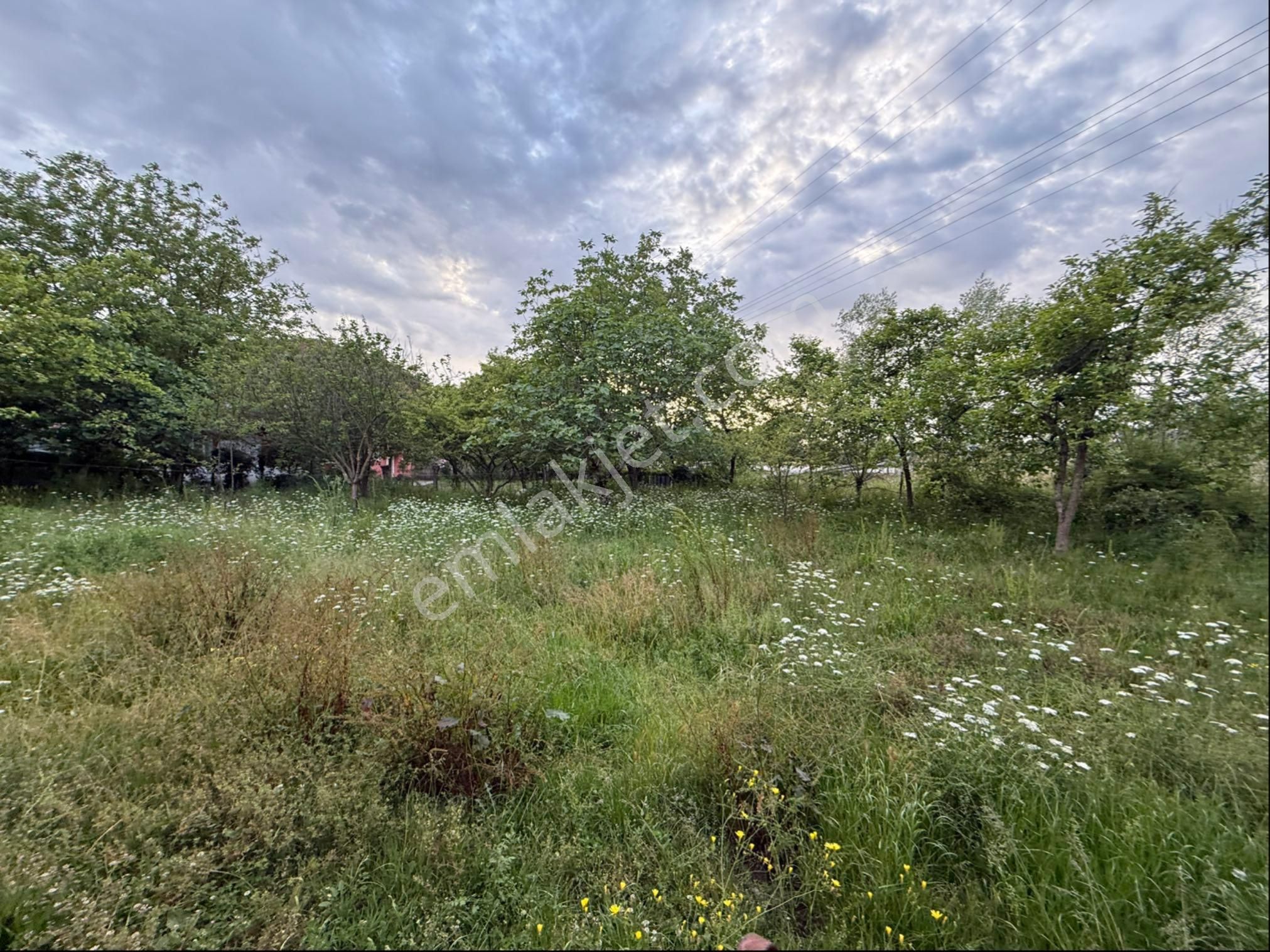 Alibey’den Terme Söğütlü Mah.de Satılık Fındık Bahçesi+ Ev - Görsel 13