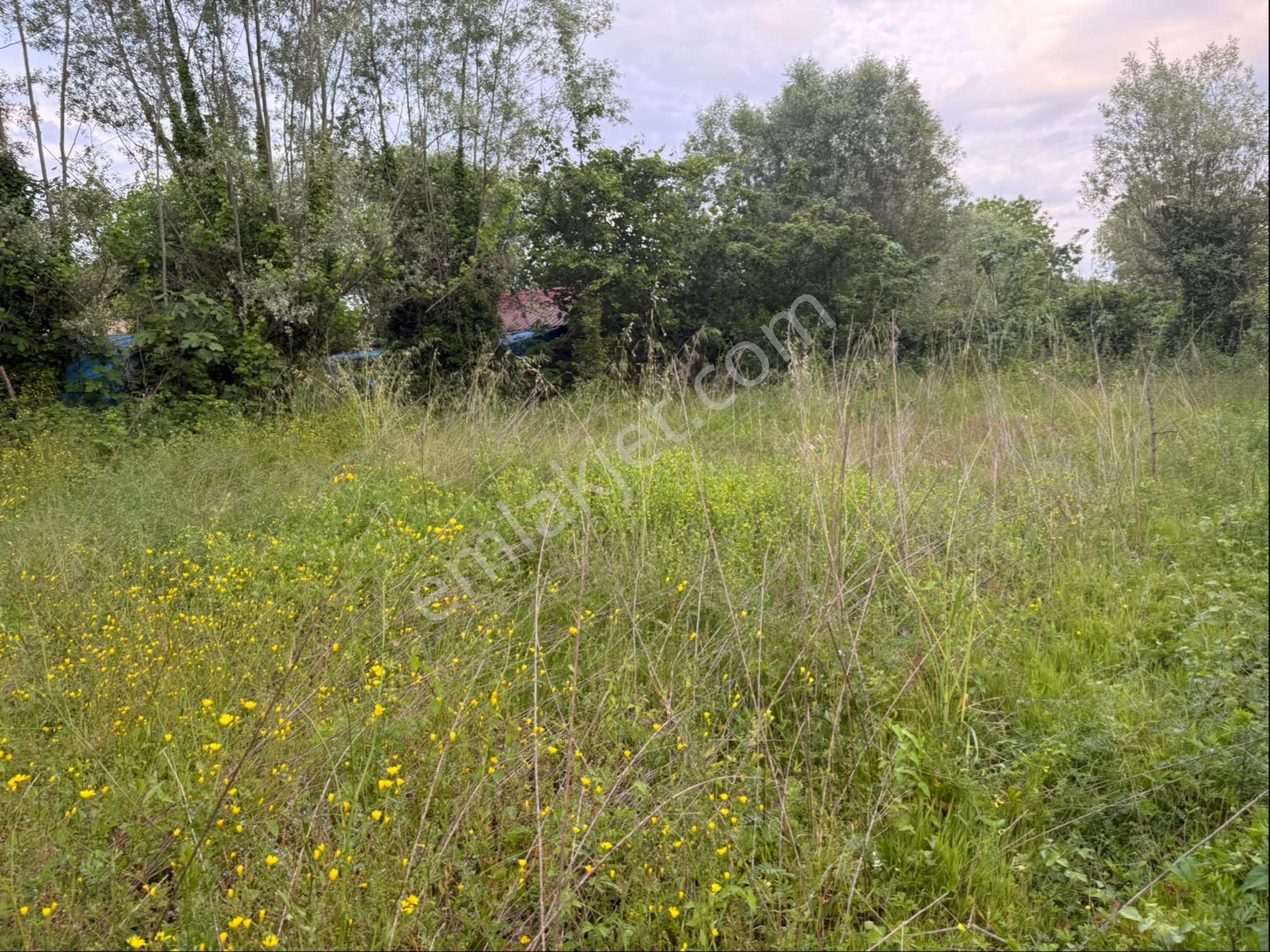 Alibey’den Terme Söğütlü Mah.de Satılık Fındık Bahçesi+ Ev - Görsel 28