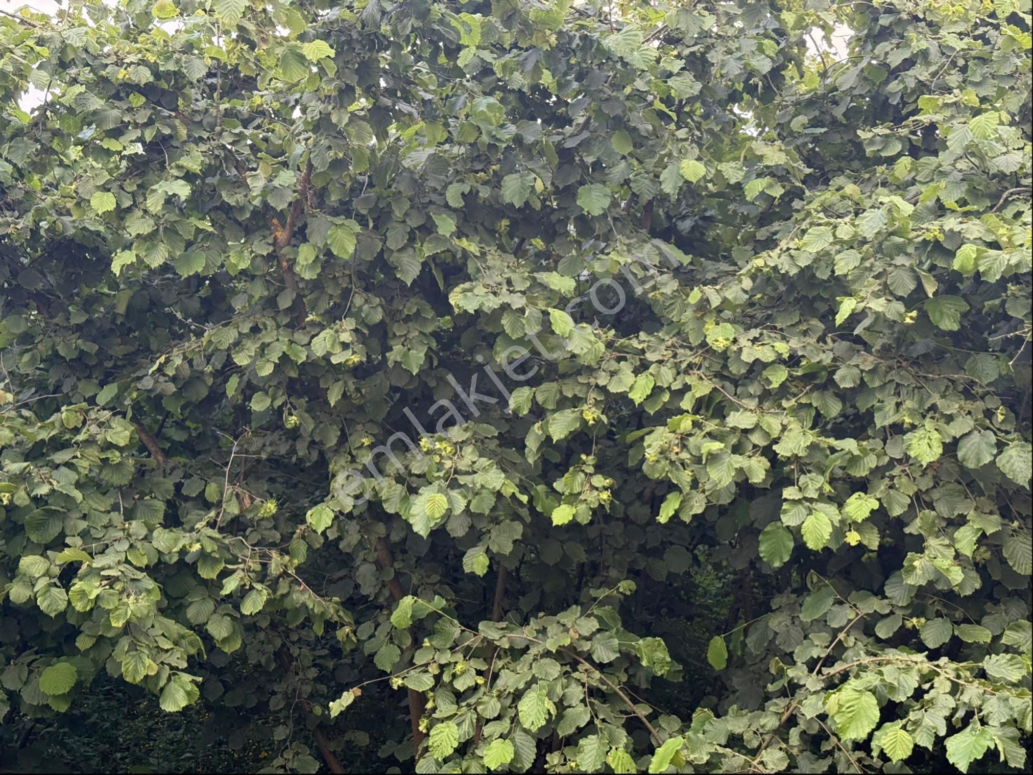 Alibey’den Terme Söğütlü Mah.de Satılık Fındık Bahçesi+ Ev - Görsel 17