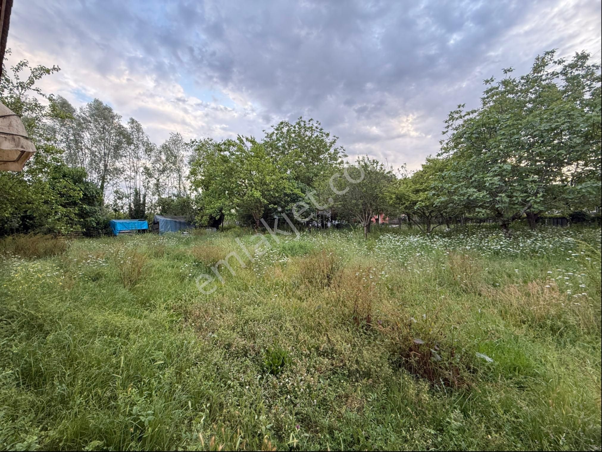 Alibey’den Terme Söğütlü Mah.de Satılık Fındık Bahçesi+ Ev - Görsel 14