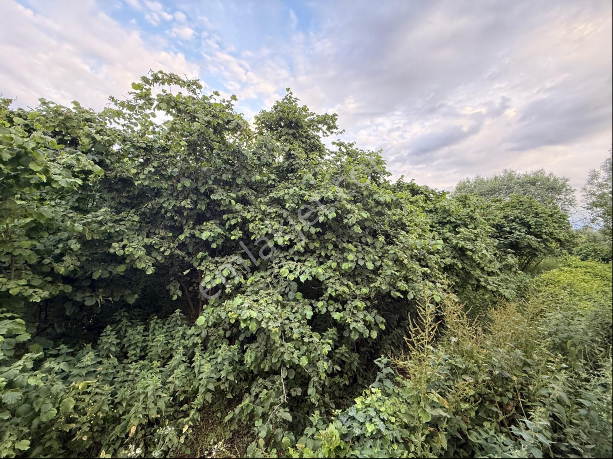 Alibey’den Terme Söğütlü Mah.de Satılık Fındık Bahçesi+ Ev - Görsel 18