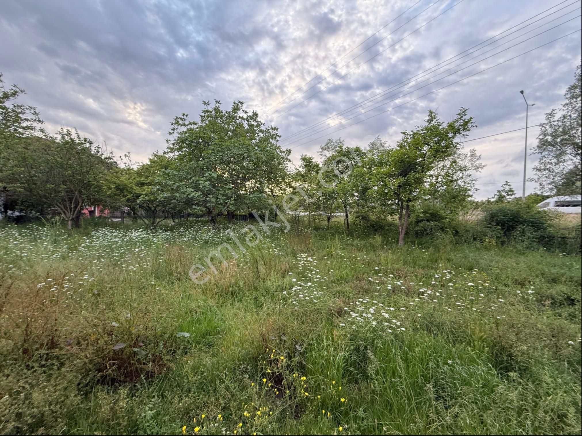 Alibey’den Terme Söğütlü Mah.de Satılık Fındık Bahçesi+ Ev - Görsel 12