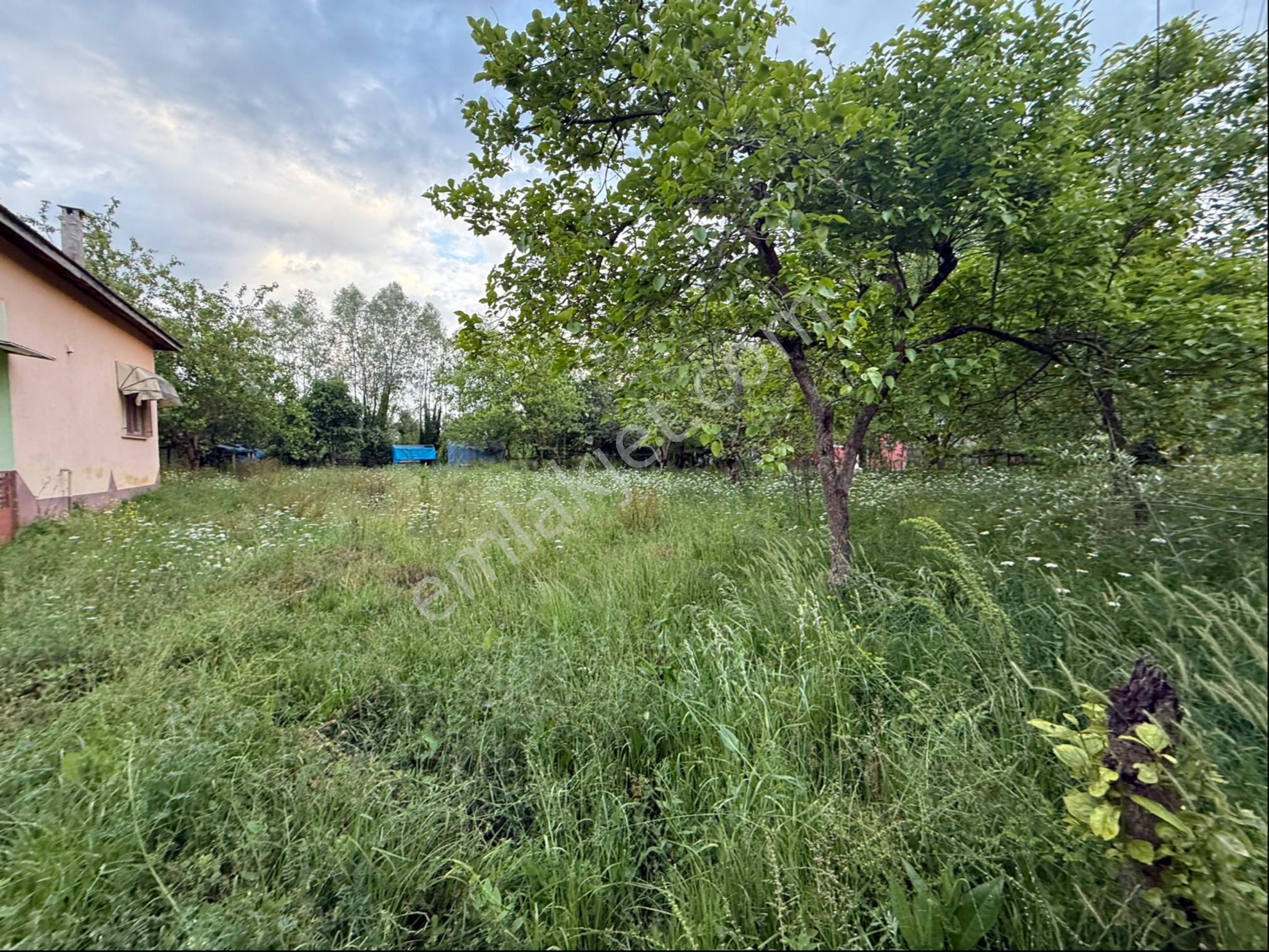 Alibey’den Terme Söğütlü Mah.de Satılık Fındık Bahçesi+ Ev - Görsel 9