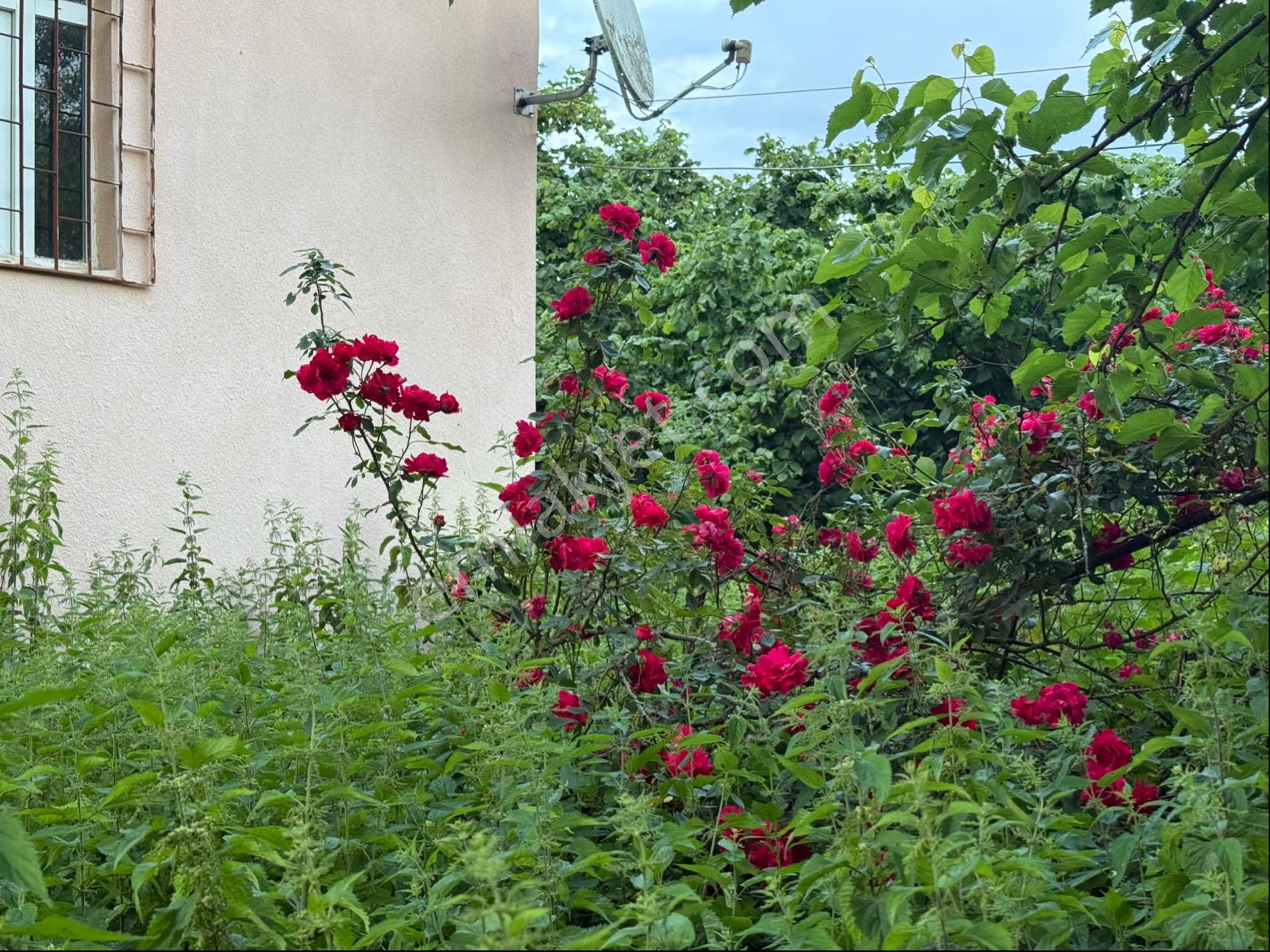 Alibey’den Terme Söğütlü Mah.de Satılık Fındık Bahçesi+ Ev - Görsel 23