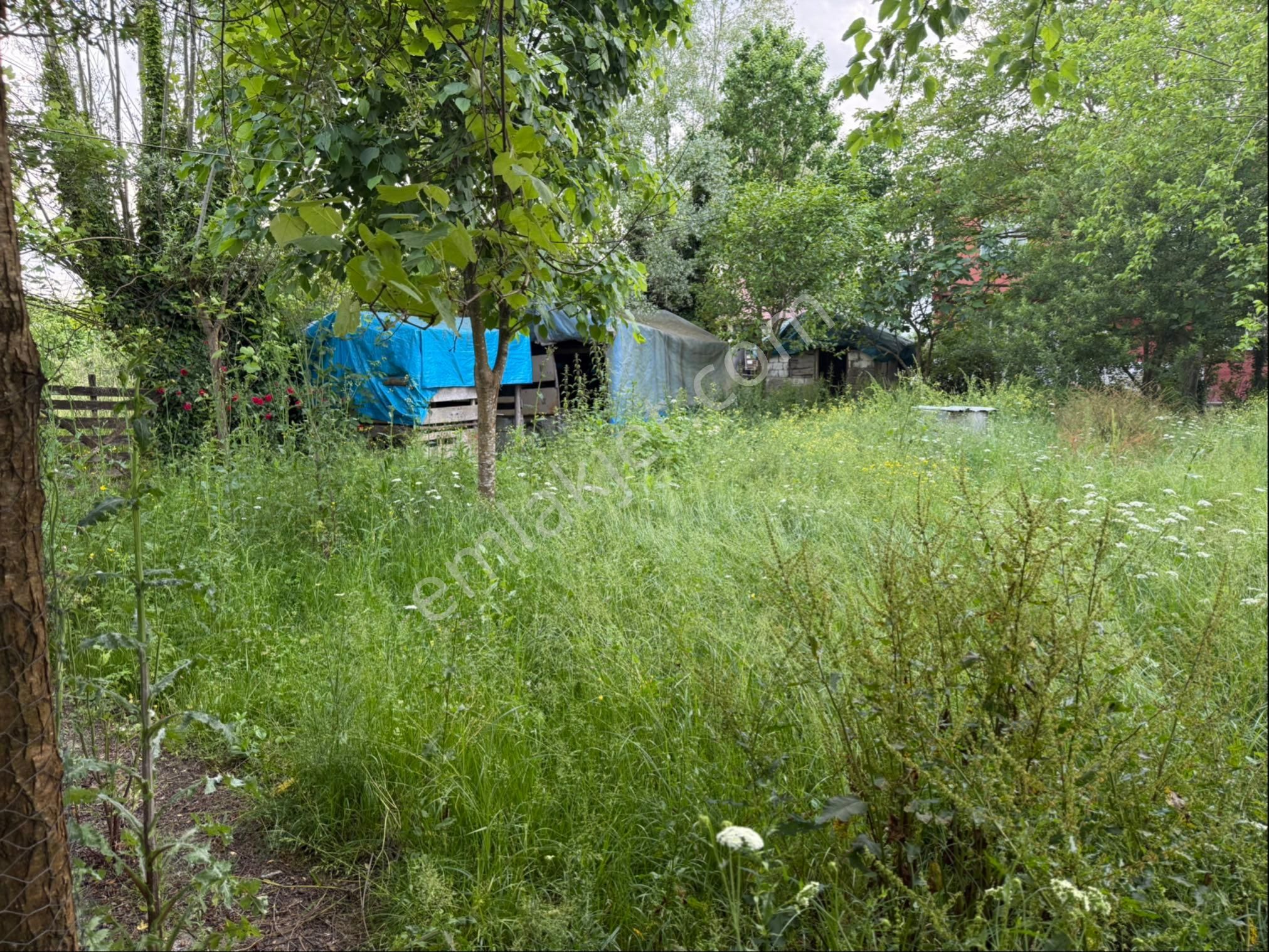 Alibey’den Terme Söğütlü Mah.de Satılık Fındık Bahçesi+ Ev - Görsel 25