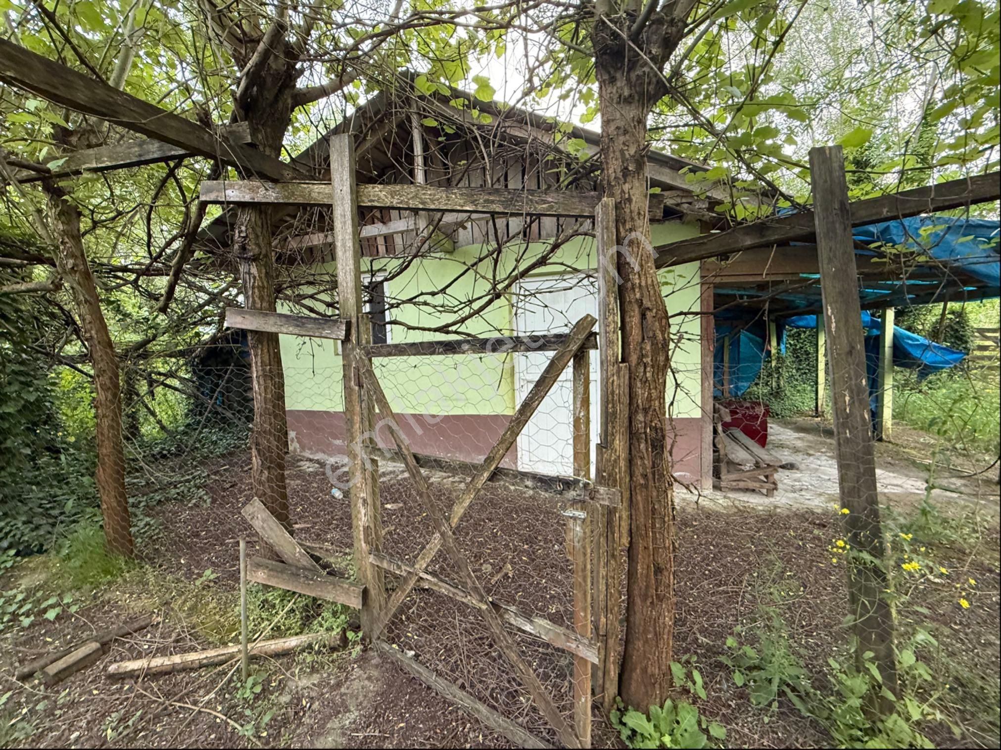 Alibey’den Terme Söğütlü Mah.de Satılık Fındık Bahçesi+ Ev - Görsel 24