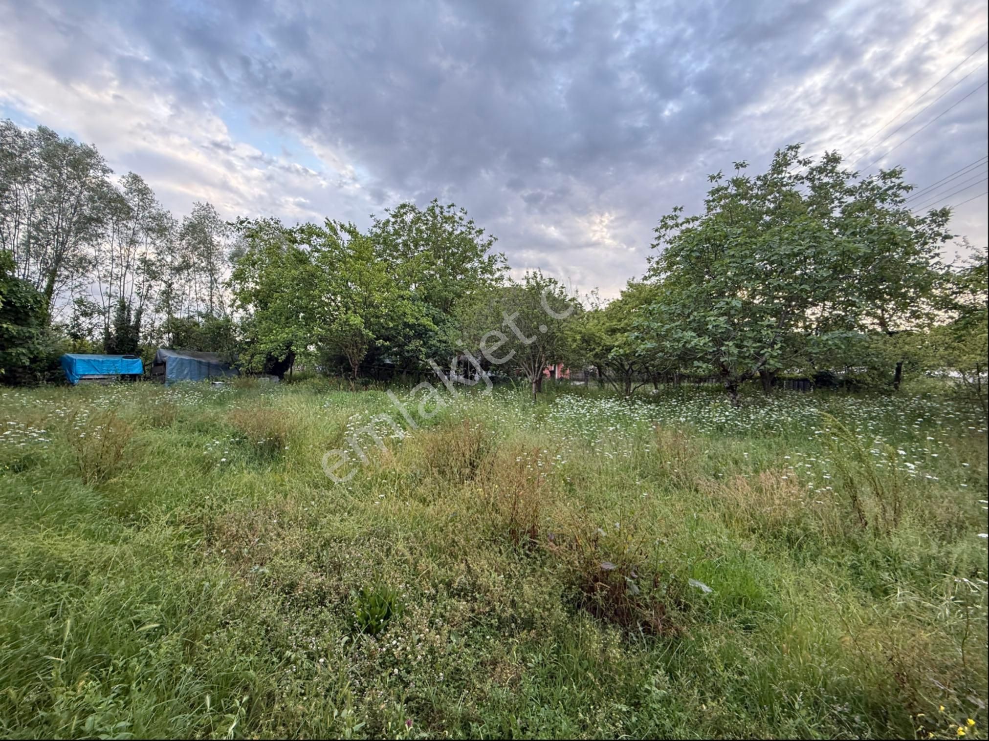 Alibey’den Terme Söğütlü Mah.de Satılık Fındık Bahçesi+ Ev - Görsel 15