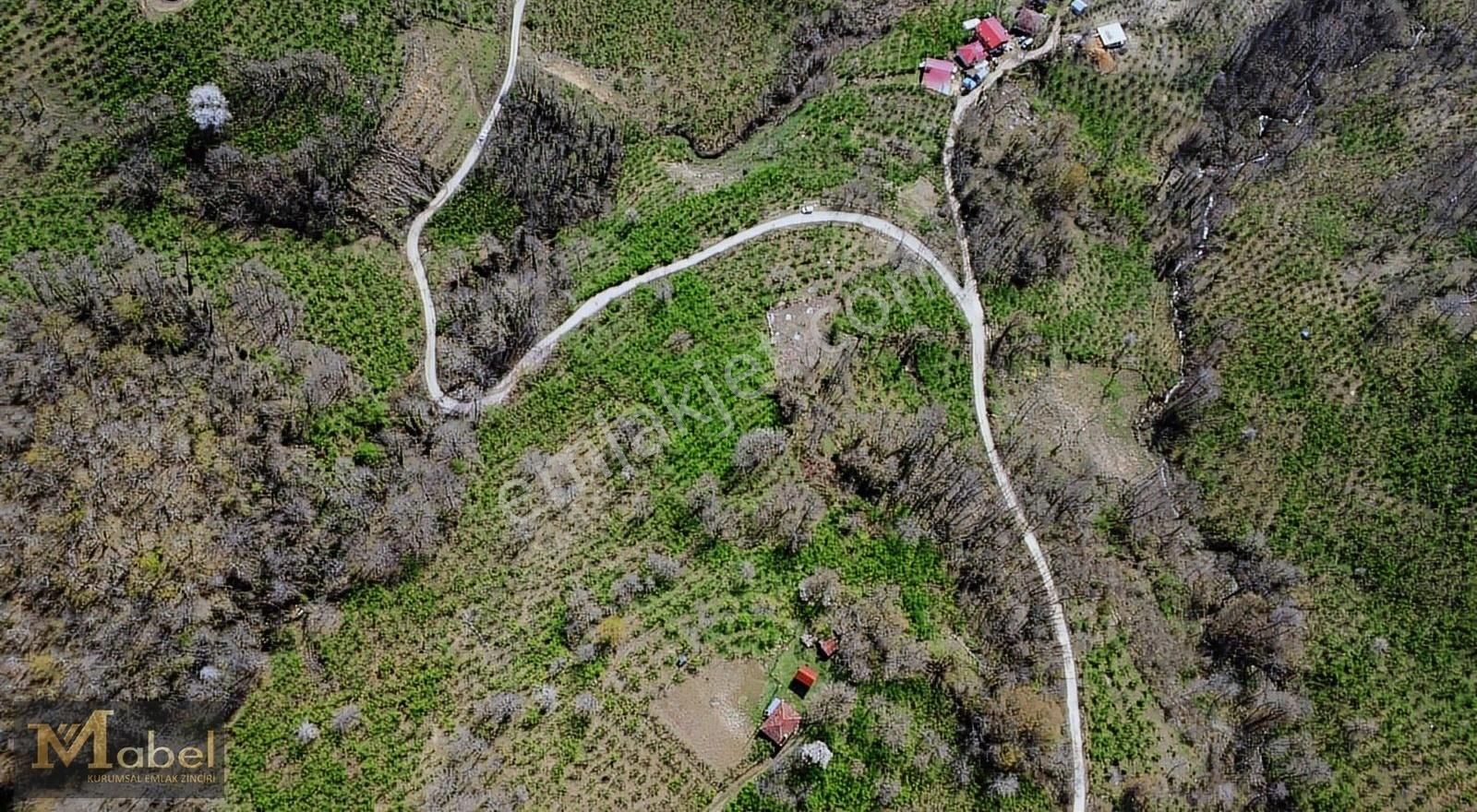 Fatsa Geyikçeli / Yavuzselim Mh. 2.087 M2 Fırsat Fındık Bahçesi
