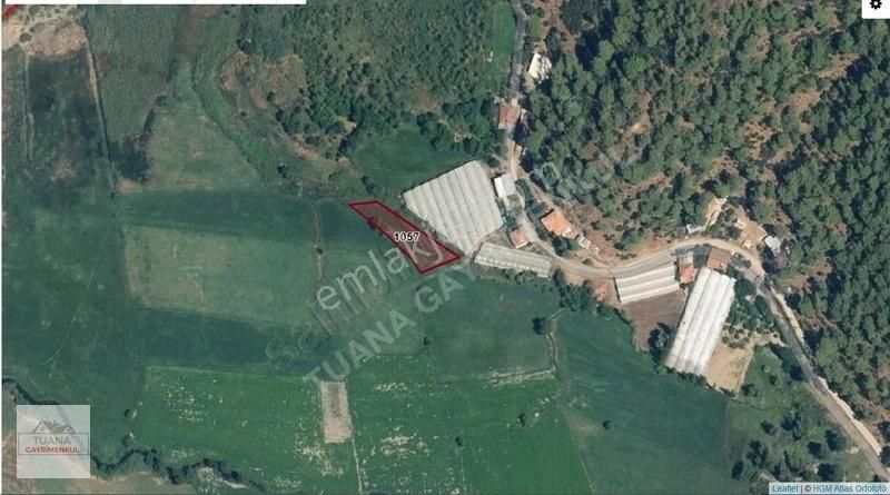 Köyceğiz Mahallesin' De Acil Satılık Kelepir Tarla ..!