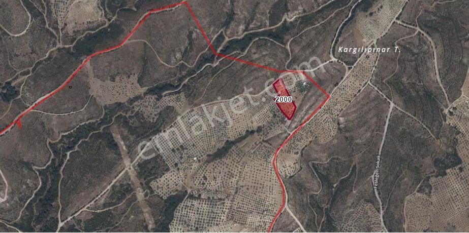 Turpa Lotus'tan 5.805 M2 Satılık Zeytinlik