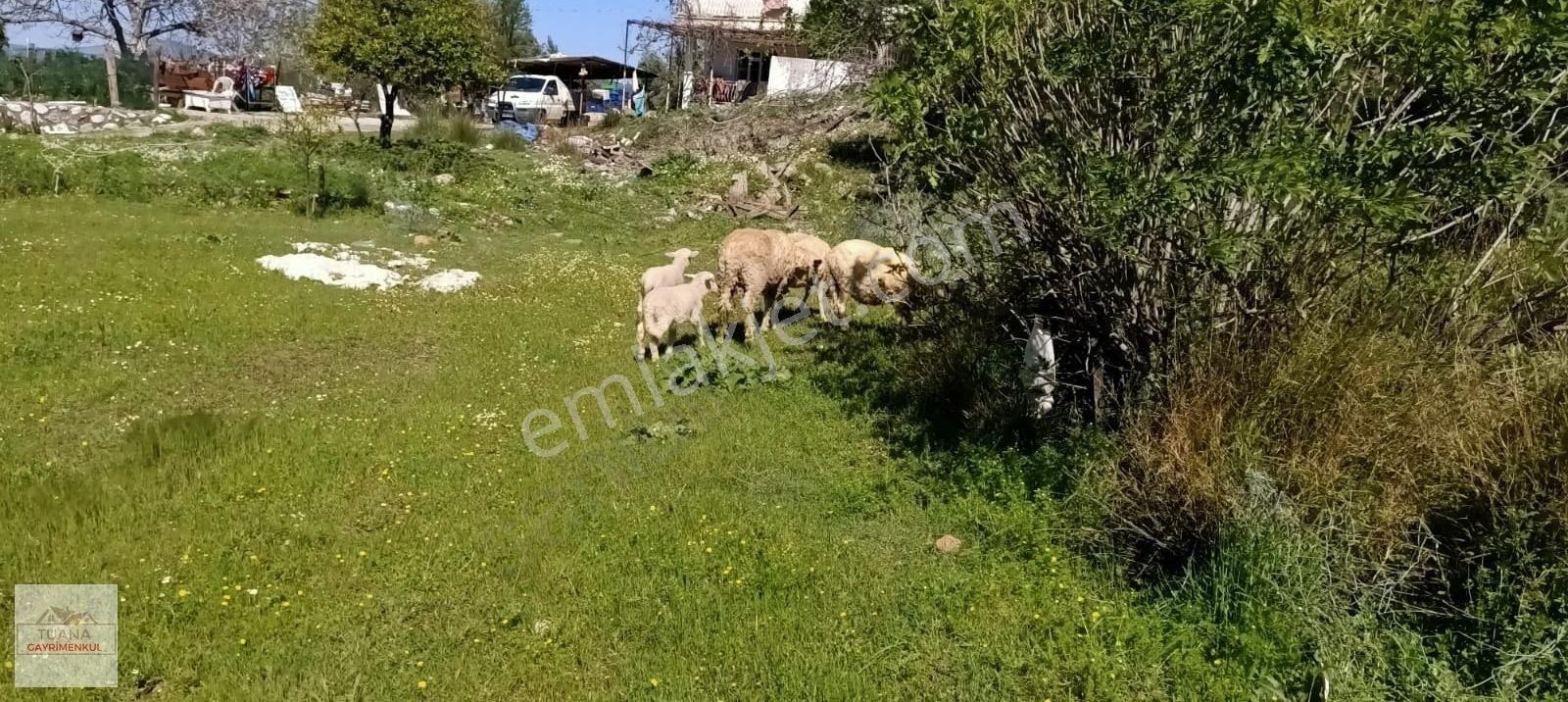 Tuana Emlak'tan Ula Karabörtlen'de 723m² Arsa - Görsel 25